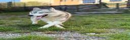 Husky cani per accoppiamento: Husky Siberiano con pedigree cerca fidanzata - Annuncio 3