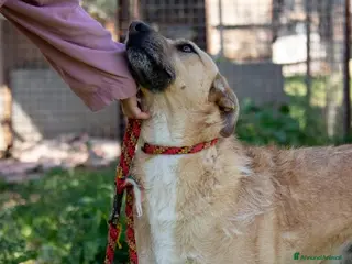 Altre razze cani Hey Jude! a Provincia di Novara - Annuncio 12