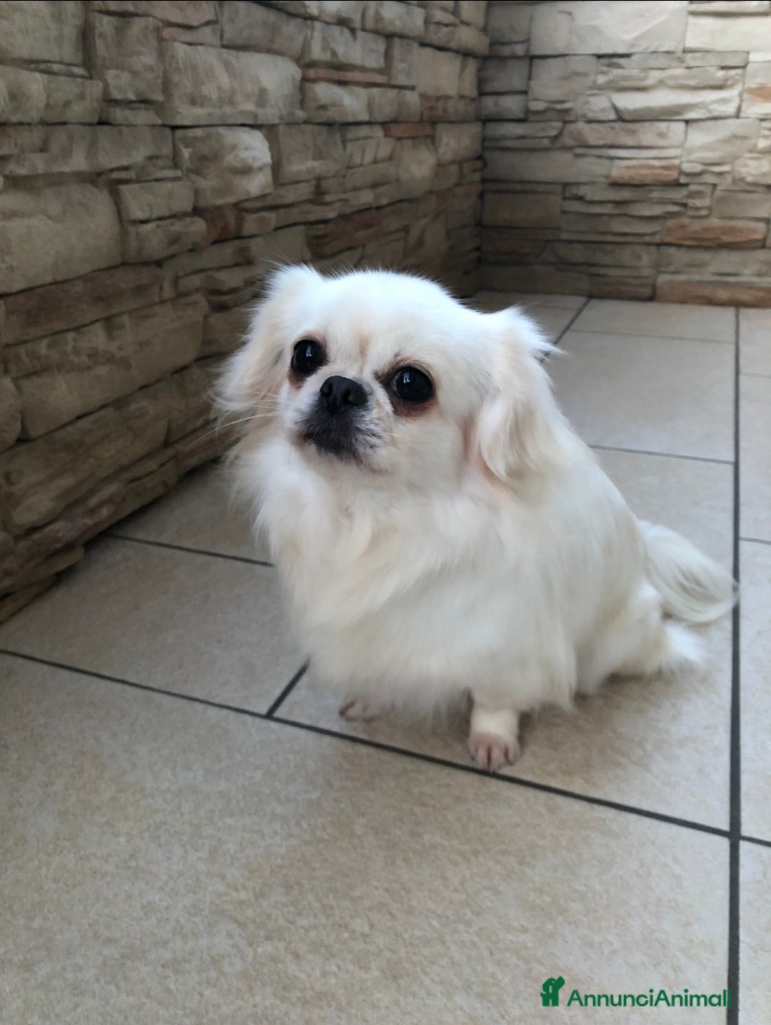 Chihuahua cani in vendita: Chihuahua femmina a pelo lungo  - Annuncio 11