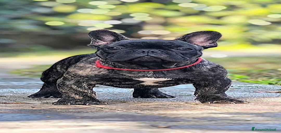 Immagine della galleria {{count}}