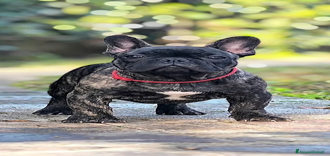 Immagine della galleria {{count}}