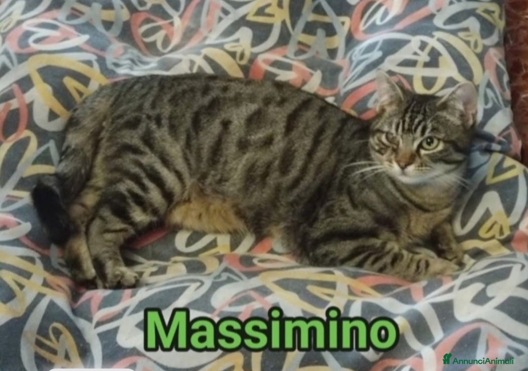 Europeo gatti Micio tigrato,timido,quasi 2anni SOS CASA ROMA - Annuncio 6