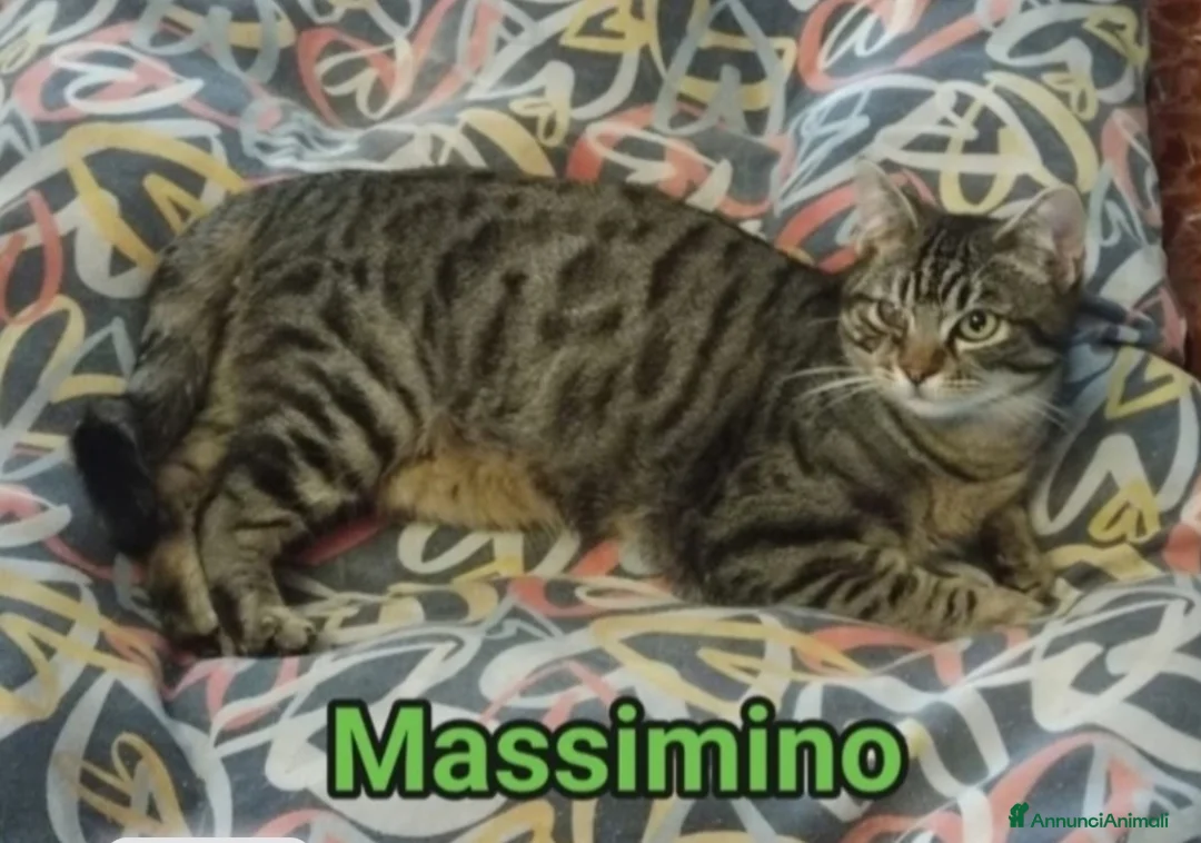 Europeo gatti in regalo: Micio tigrato,timido,quasi 2anni SOS CASA ROMA - Annuncio 1