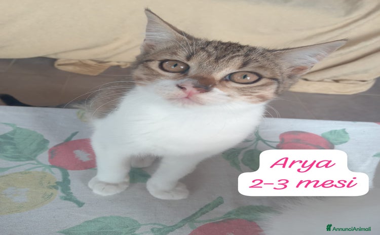 Altre razze gatti - Annuncio 4