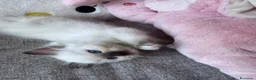 Ragdoll gatti in vendita: Cuccioli Ragdoll disponibili a Città metropolitana di Messina - Annuncio 11