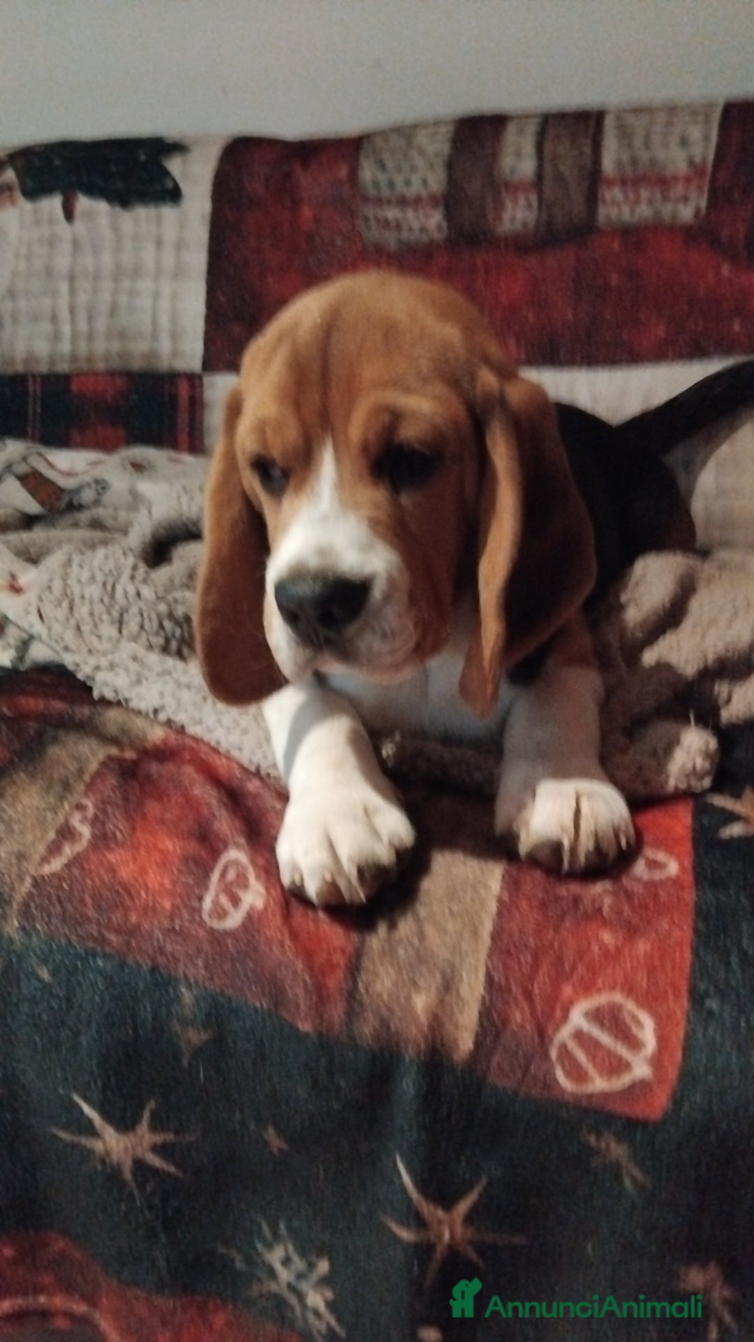 Beagle cani in vendita: Cuccioli beagle - Annuncio 5