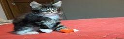 Maine Coon gatti in vendita: Vendo Cuccioli di Maine Coon - Annuncio 10