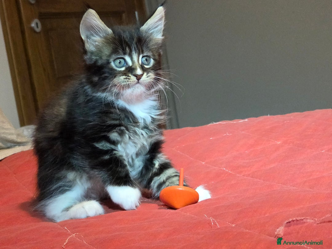 Maine Coon gatti in vendita: Vendo Cuccioli di Maine Coon - Annuncio 10