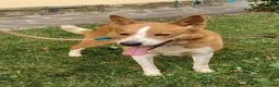 Meticcio cani in regalo: CANNELLA bella e brava! a Provincia di Lucca - Annuncio 5