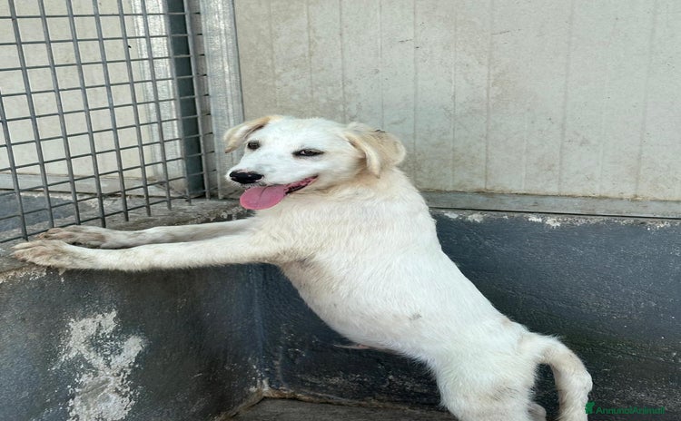Meticcio cani a Città Metropolitana di Bologna - Annuncio 17