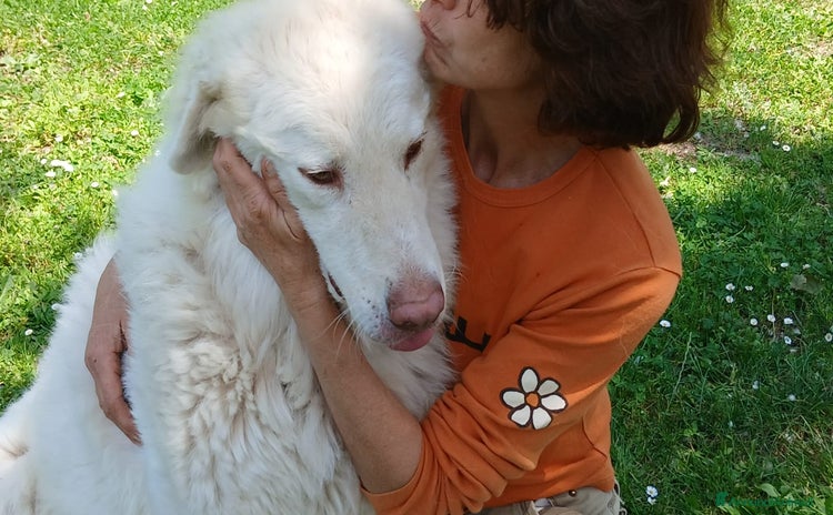 Meticcio cani a Città metropolitana di Roma Capitale - Annuncio 2