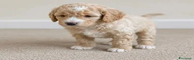 Meticcio Cucciolo 1