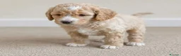 Meticcio cani in vendita: 2 adorabili cuccioli di Cavapoo - Annuncio 5