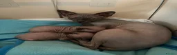 Sphynx gatti in vendita: Cuccioli Sphynx cercano casa  - Annuncio 2