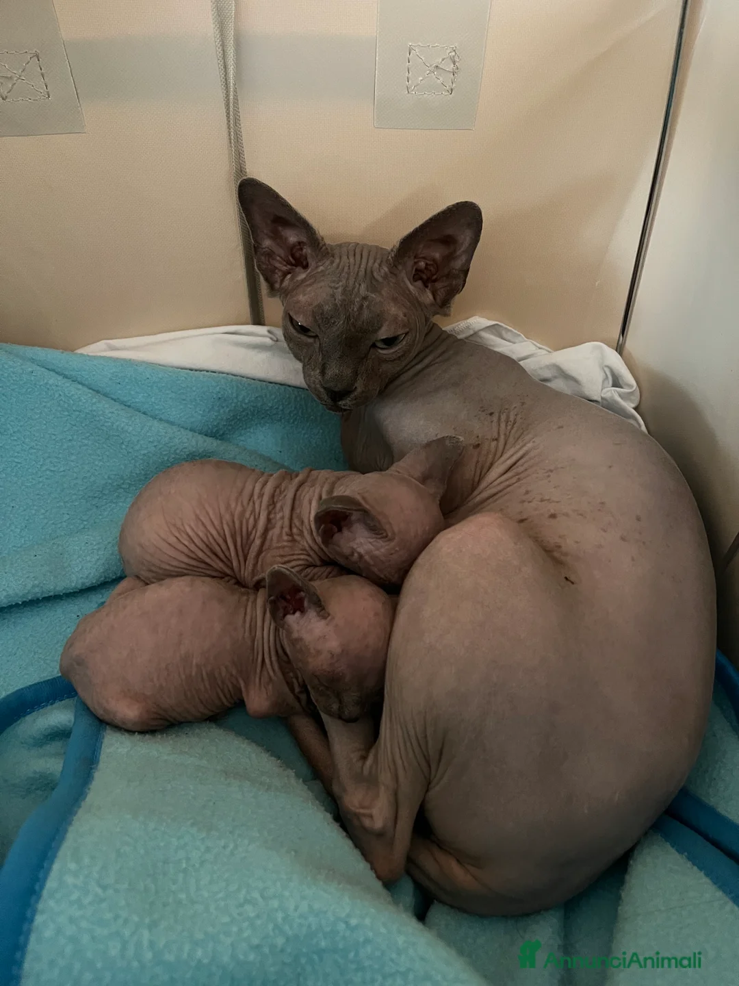 Sphynx gatti in vendita: Cuccioli Sphynx cercano casa  - Annuncio 2