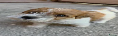 Jack Russell 4