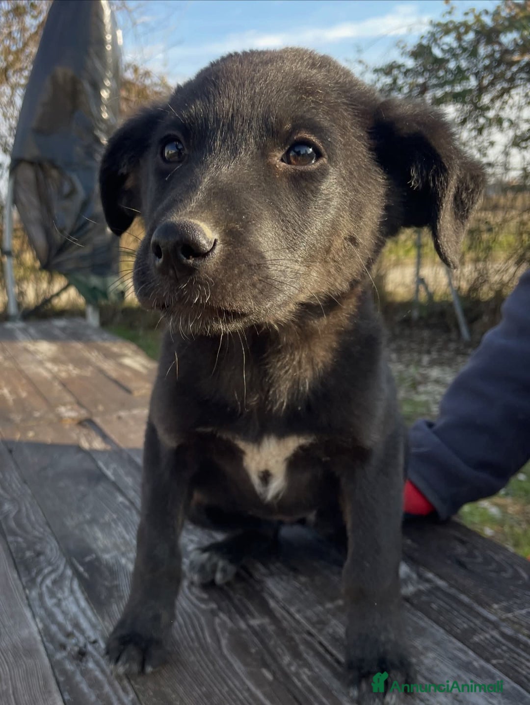 Meticcio cani in regalo: Adotta Nerina - Annuncio 2