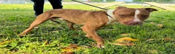 Meticcio cani in regalo: DANKO PIT BULLINO - Annuncio 8