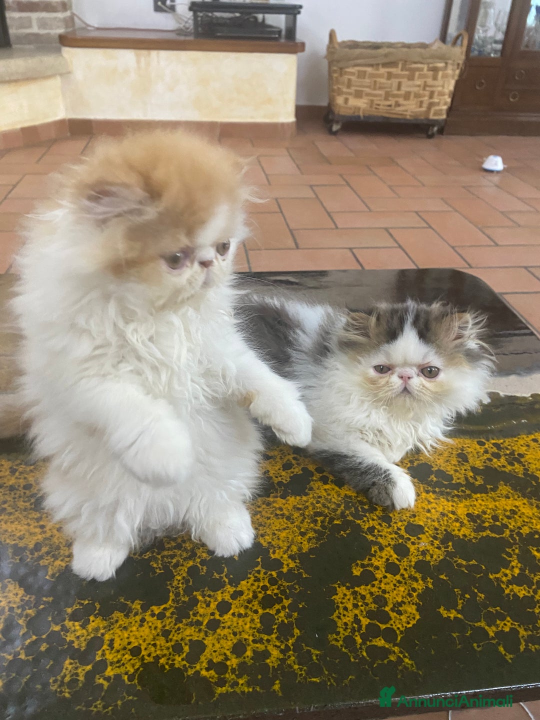 Persiano gatti in vendita: DUE MASCHIETTI PERSIANI IPERTIPICI - Annuncio 15