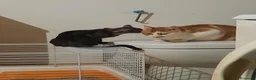 Meticcio gatti in regalo: Elodie cucciola meravigliosa - Annuncio 3
