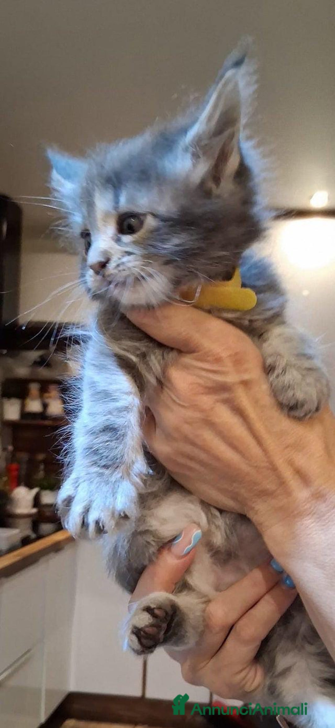 Maine Coon gatti in vendita: Maine coon pedigree - Annuncio 7