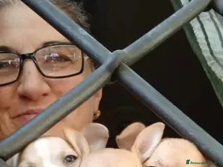 Chihuahua cani Chihuahua cucciole color miele occhi neri - Annuncio 10