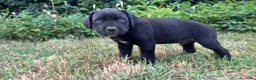 Cane Corso cani in vendita: Cuccioli di Cane Corso manto nero - Annuncio 14