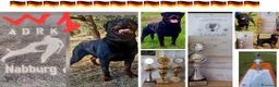 Rottweiler cani per accoppiamento: Rottweiler - Annuncio 12