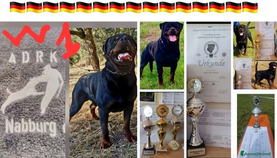 Rottweiler cani per accoppiamento: Rottweiler - Annuncio 12