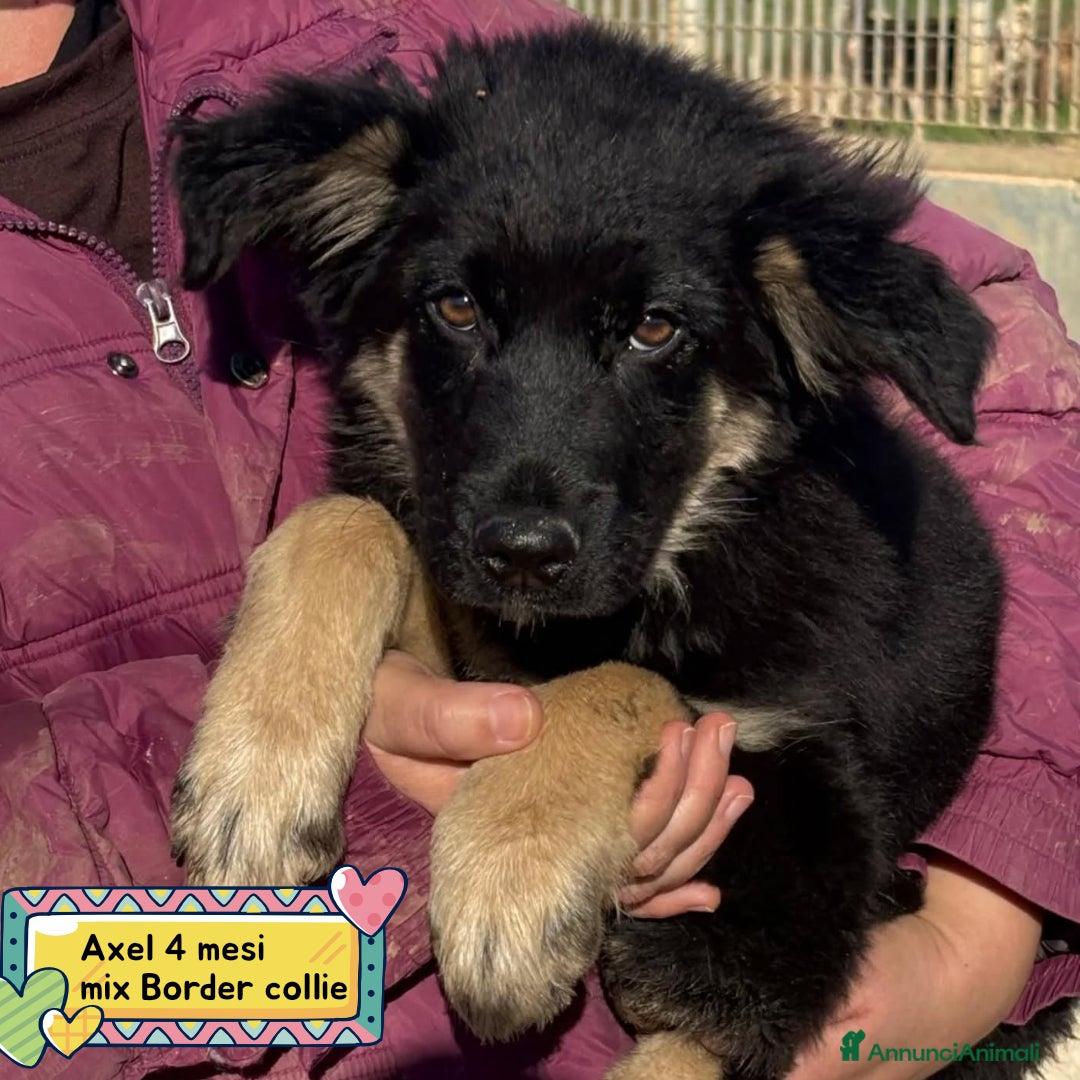 Meticcio cani ALEX cucciolo 4 mesi mix border collie in adozione - Annuncio 42