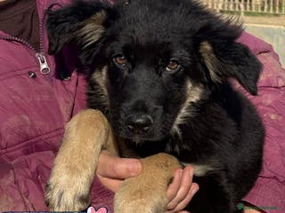 Meticcio cani ALEX cucciolo 4 mesi mix border collie in adozione - Annuncio 42