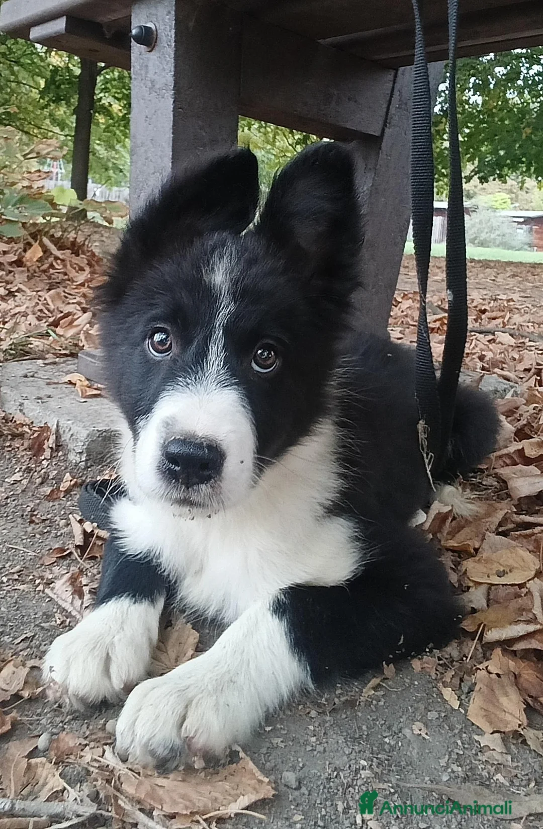 Border Collie cani in vendita: Cucciolo Border Collie con pedigree - Annuncio 3