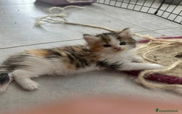 Persiano gatti in vendita: Gattine persiane normotipo  a Provincia di Reggio Emilia - Immagine 19