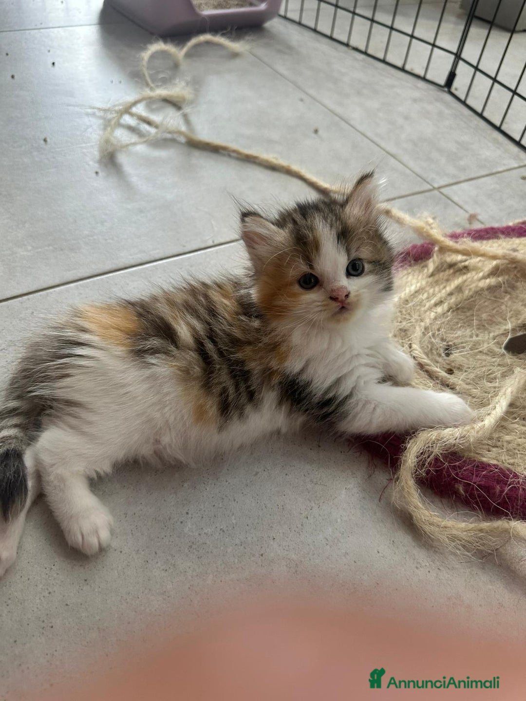 Persiano gatti in vendita: Gattine persiane normotipo  a Provincia di Reggio Emilia - Immagine 19