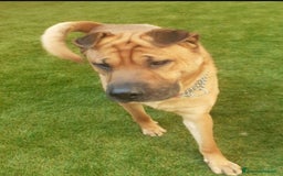 Shar Pei cani in regalo: Sharpei 4anni sta x finire in canile MILANO SOS  a Città metropolitana di Milano - Immagine 1