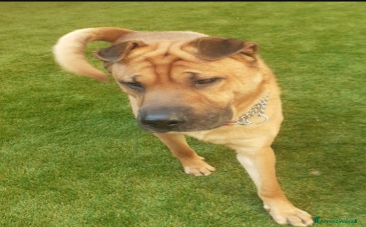 Shar Pei cani a Città metropolitana di Milano - Annuncio 2