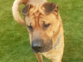 Shar Pei cani Sharpei 4anni sta x finire in canile MILANO SOS a Città metropolitana di Milano - Annuncio 2