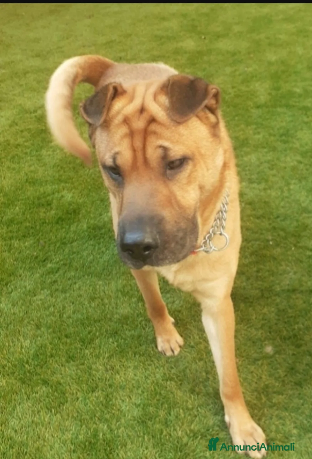 Shar Pei cani in regalo: Sharpei 4anni sta x finire in canile MILANO SOS  a Città metropolitana di Milano - Annuncio 1