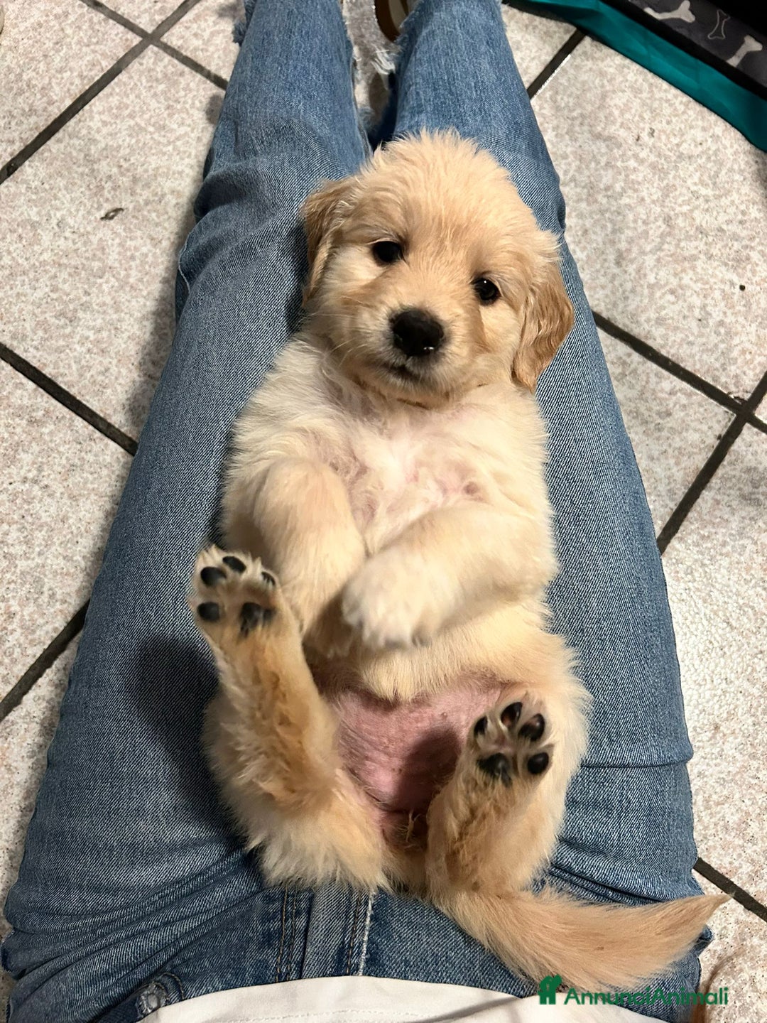 Golden Retriever cani in vendita: Cucciole di Golden Retriever - Annuncio 30