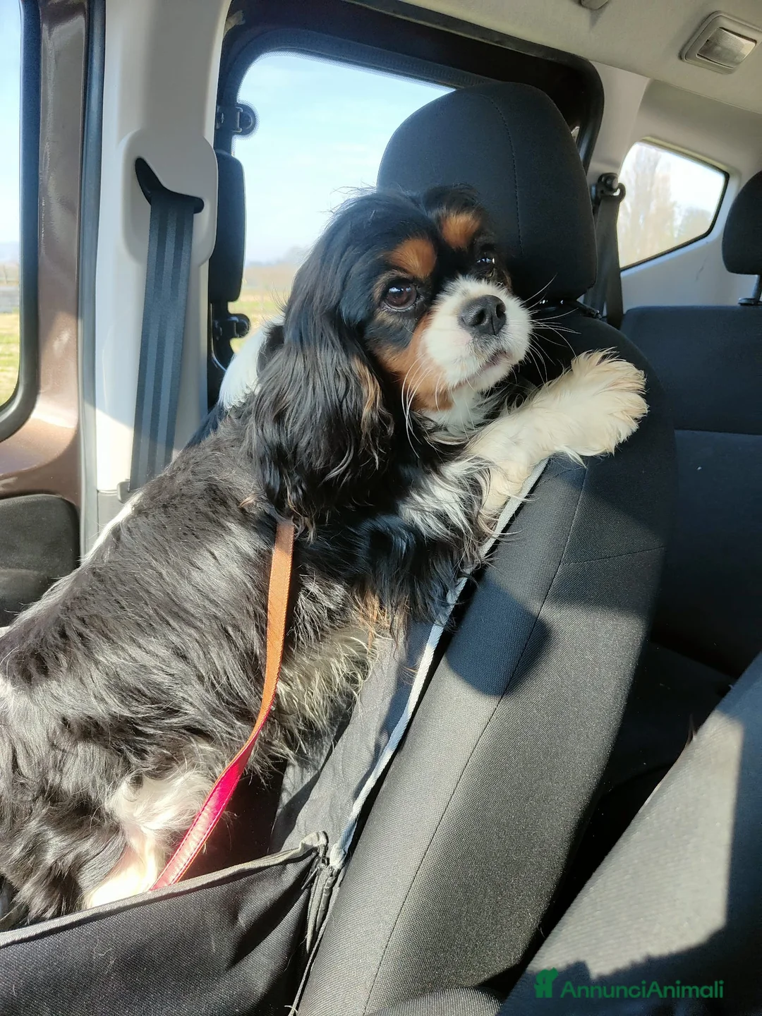 Immagine della galleria {{count}}