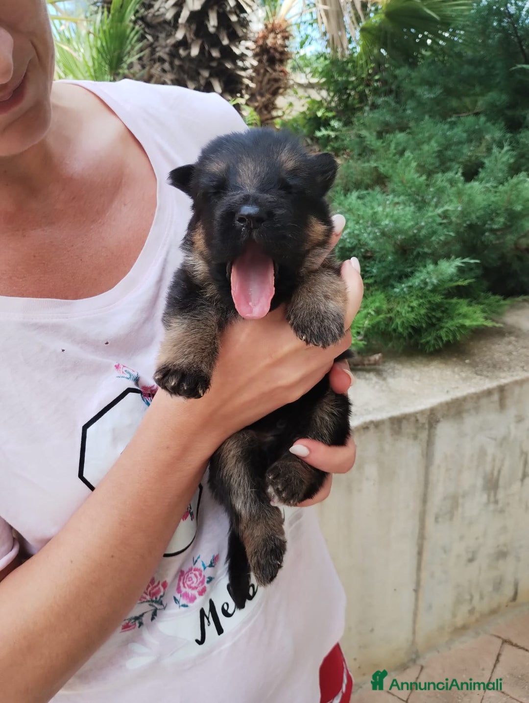 Pastore Tedesco cani in vendita: cuccioli di pastore tedesco a Provincia di Chieti - Immagine 6