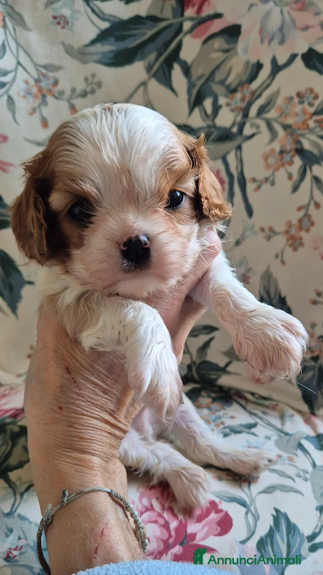 Cavalier King cani in vendita: Cuccioli di Cavalier king - Annuncio 2