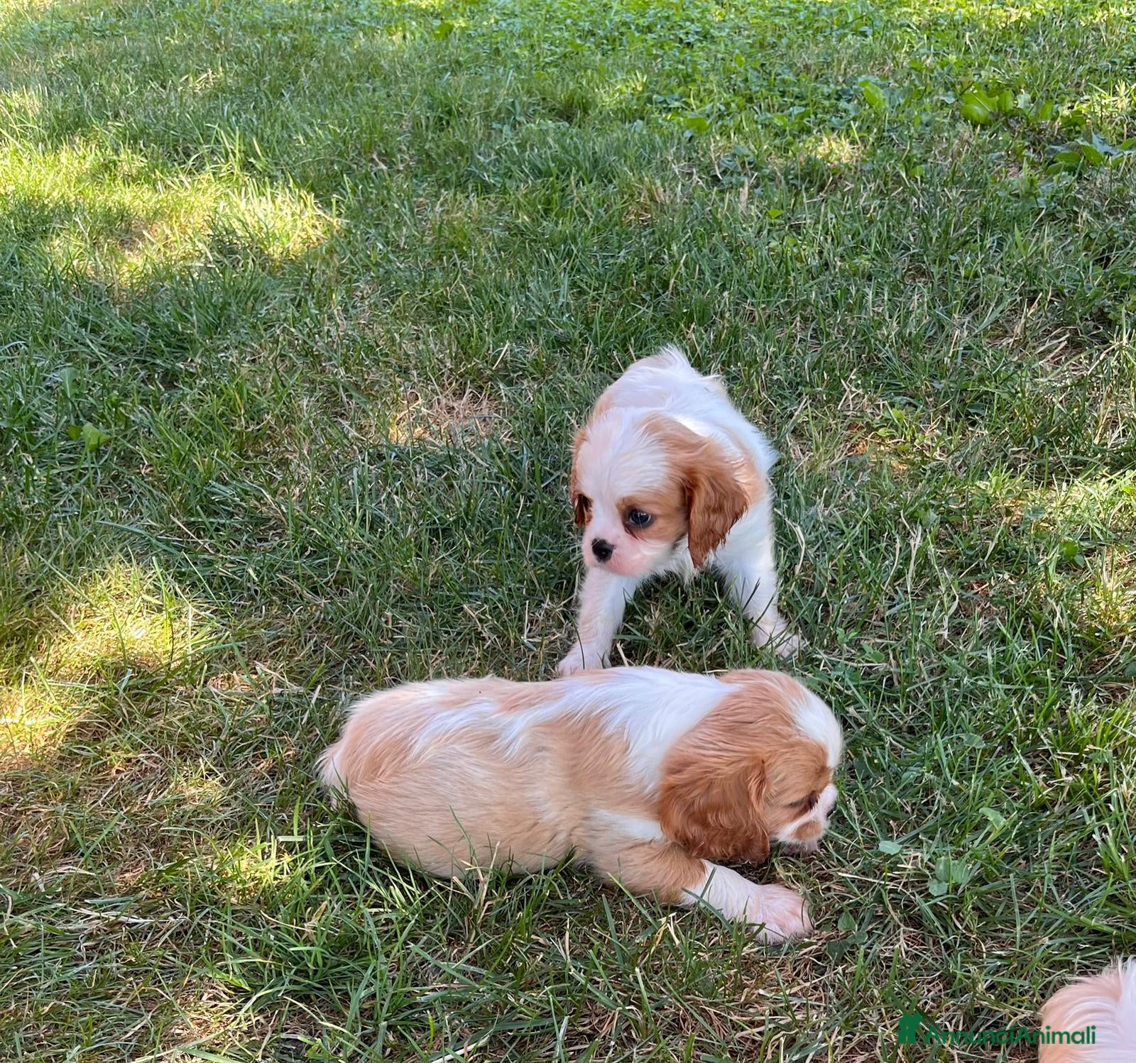 Cavalier King cani Cuccioli altamente selezionati  - Annuncio 1