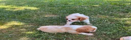 Cavalier King cani in vendita: Cuccioli altamente selezionati  - Annuncio 1