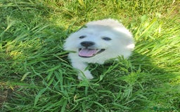 Pastore Maremmano cani in regalo: Meravigliosi maremmanini  a Provincia di Viterbo - Immagine 1