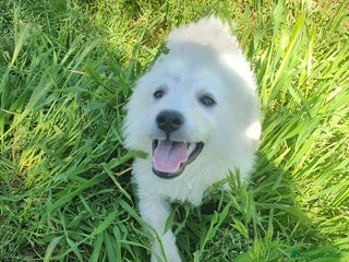 Pastore Maremmano cani Meravigliosi maremmanini a Provincia di Viterbo - Annuncio 16