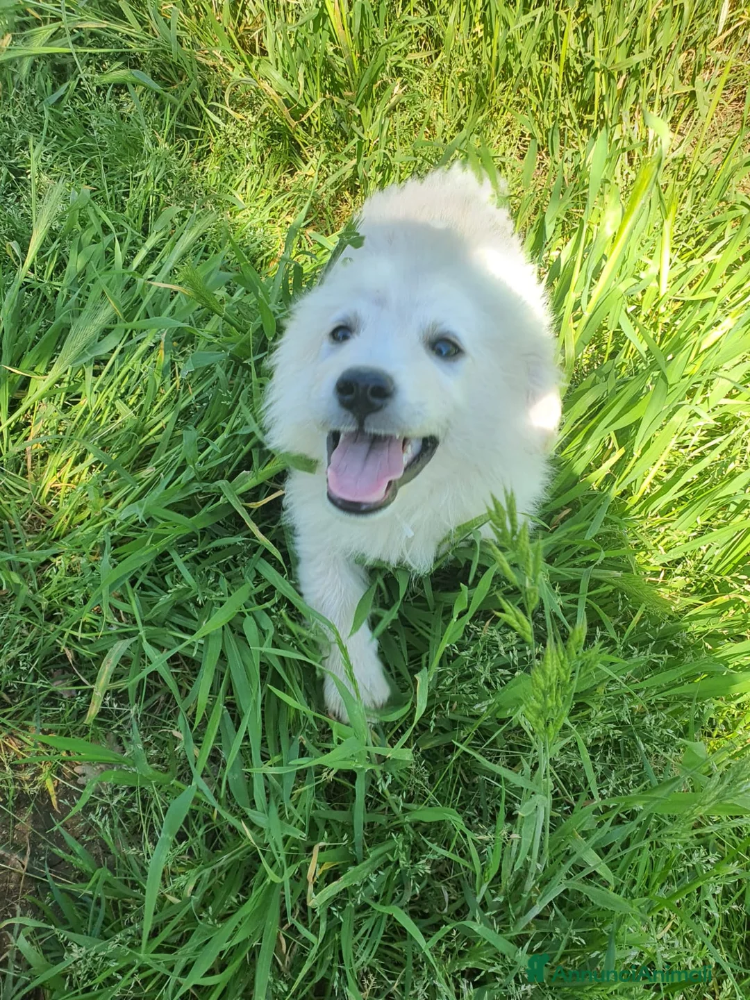 Pastore Maremmano cani in regalo: Meravigliosi maremmanini  a Provincia di Viterbo - Annuncio 1