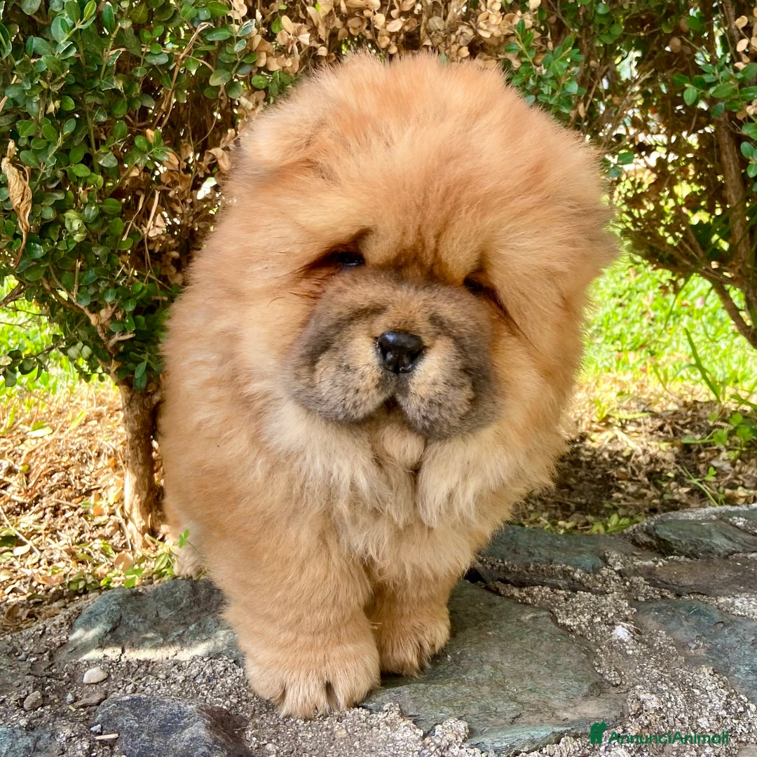 Chow Chow cani in vendita: Chow Chow Cucciole femmine nero e rosso  - Annuncio 17