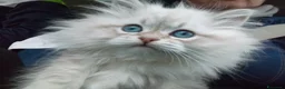 Siberiano gatti in vendita: Siberiani Neva masquerade Seal tabby point  a Provincia autonoma di Trento - Annuncio 4
