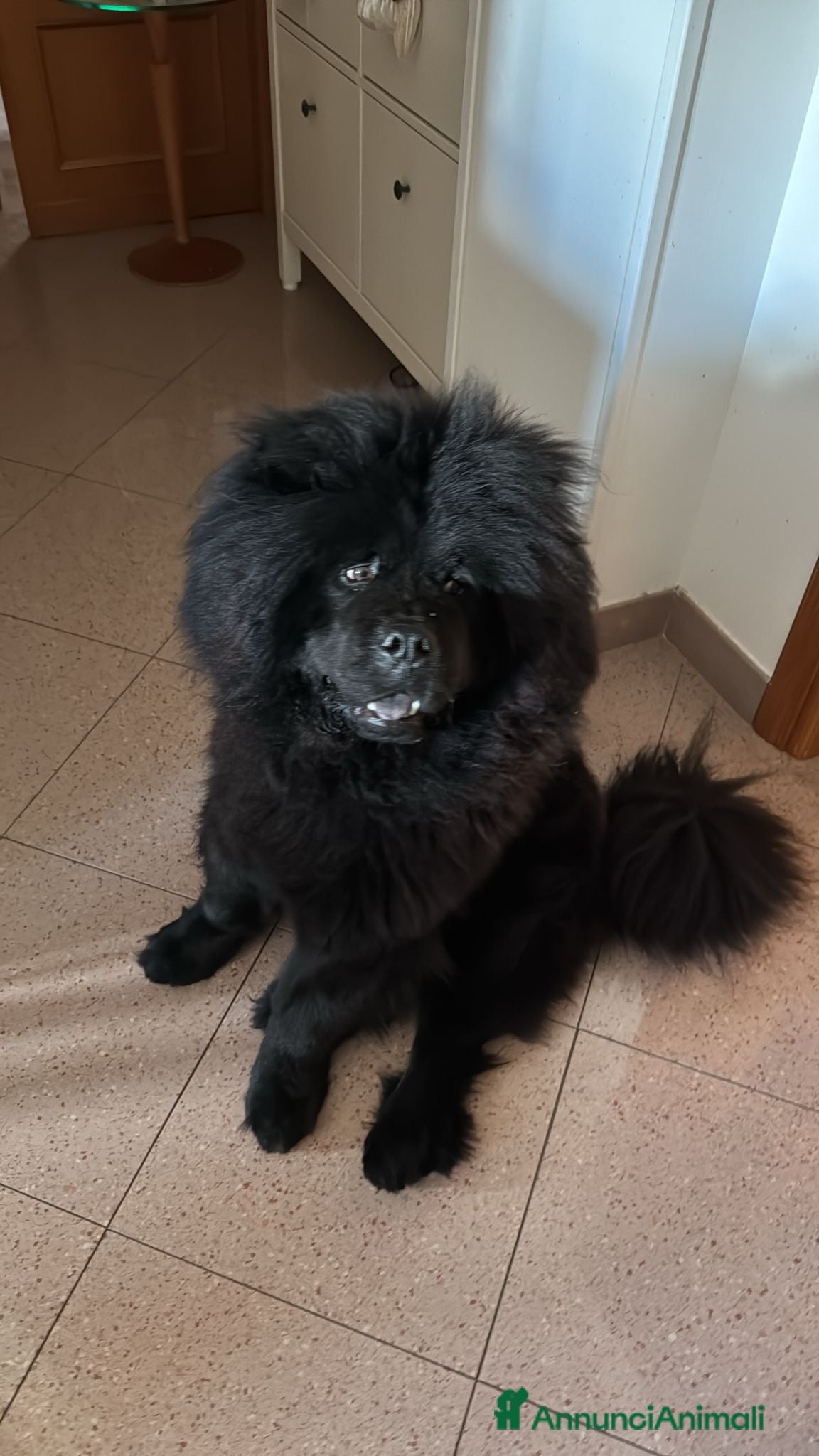 Chow Chow cani Chow chow maschio per monta  - Annuncio 1